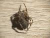 Larinioides sclopetarius